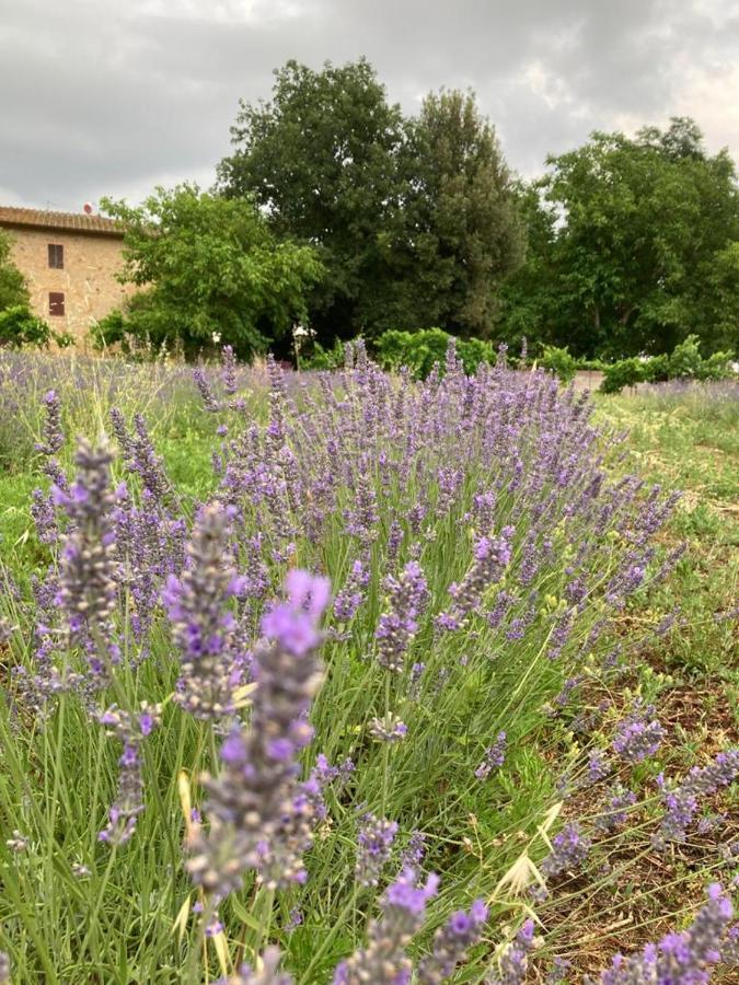Claudia Vacanza Toscana - Appartamento Nocciolo- 10 Min Da Siena Malignano Екстериор снимка